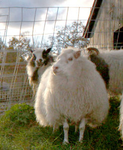 Frelsi Farm Icelandics